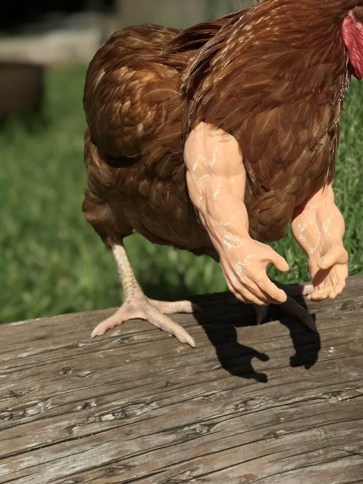 As Seen On FB Strong Chicken Arm Armed Chicken Meme Chicken Arm For Chickens Black Friday